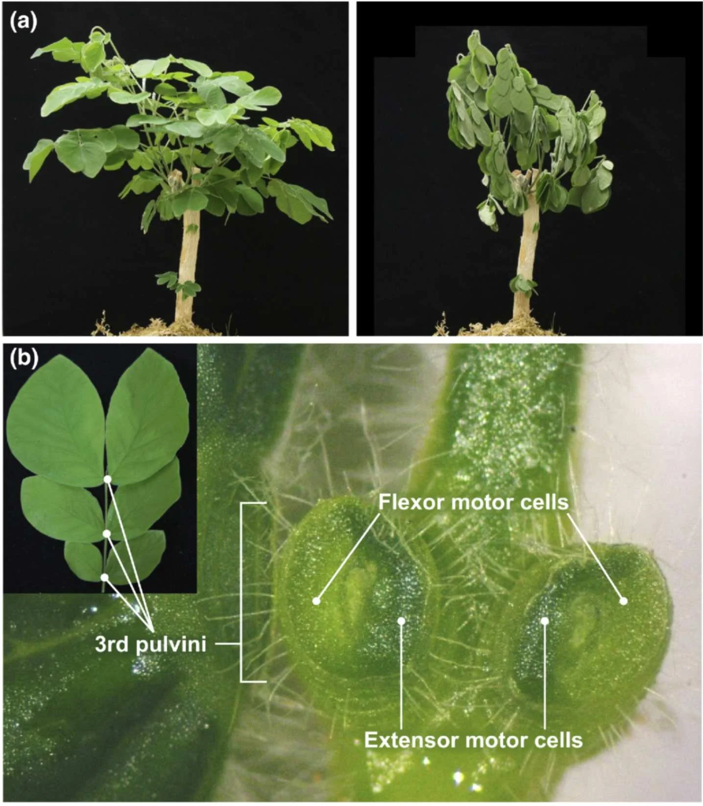  Pulvinae sit at the base of leaves and cause the leaves to move. 
