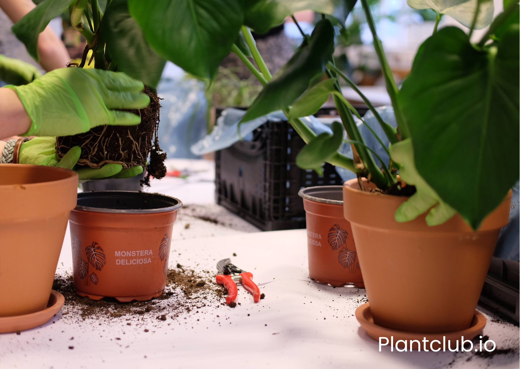 Two persons repottting plants from plastic pots to terracotta planters.