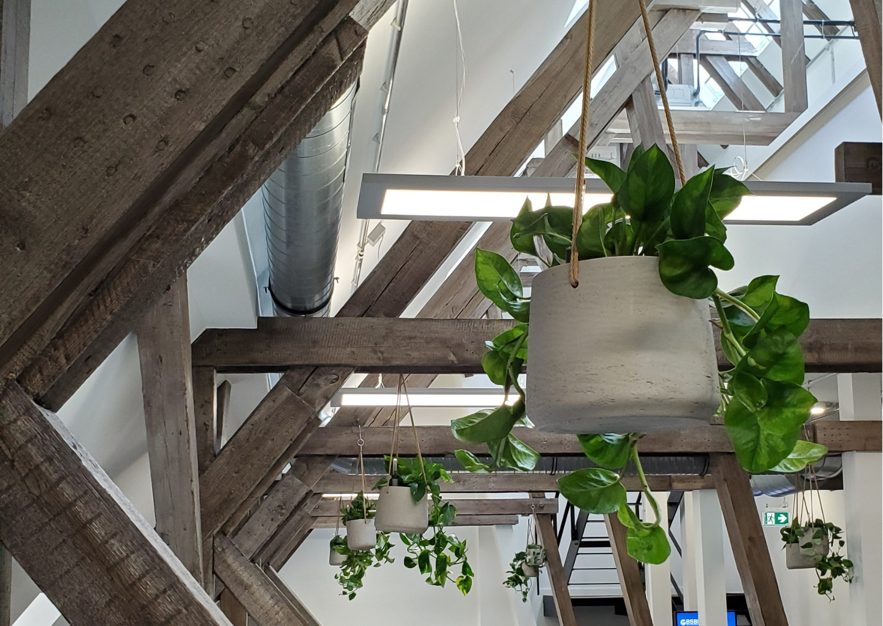  Hanging plants in communal spaces add dynamism and eclecticism. 