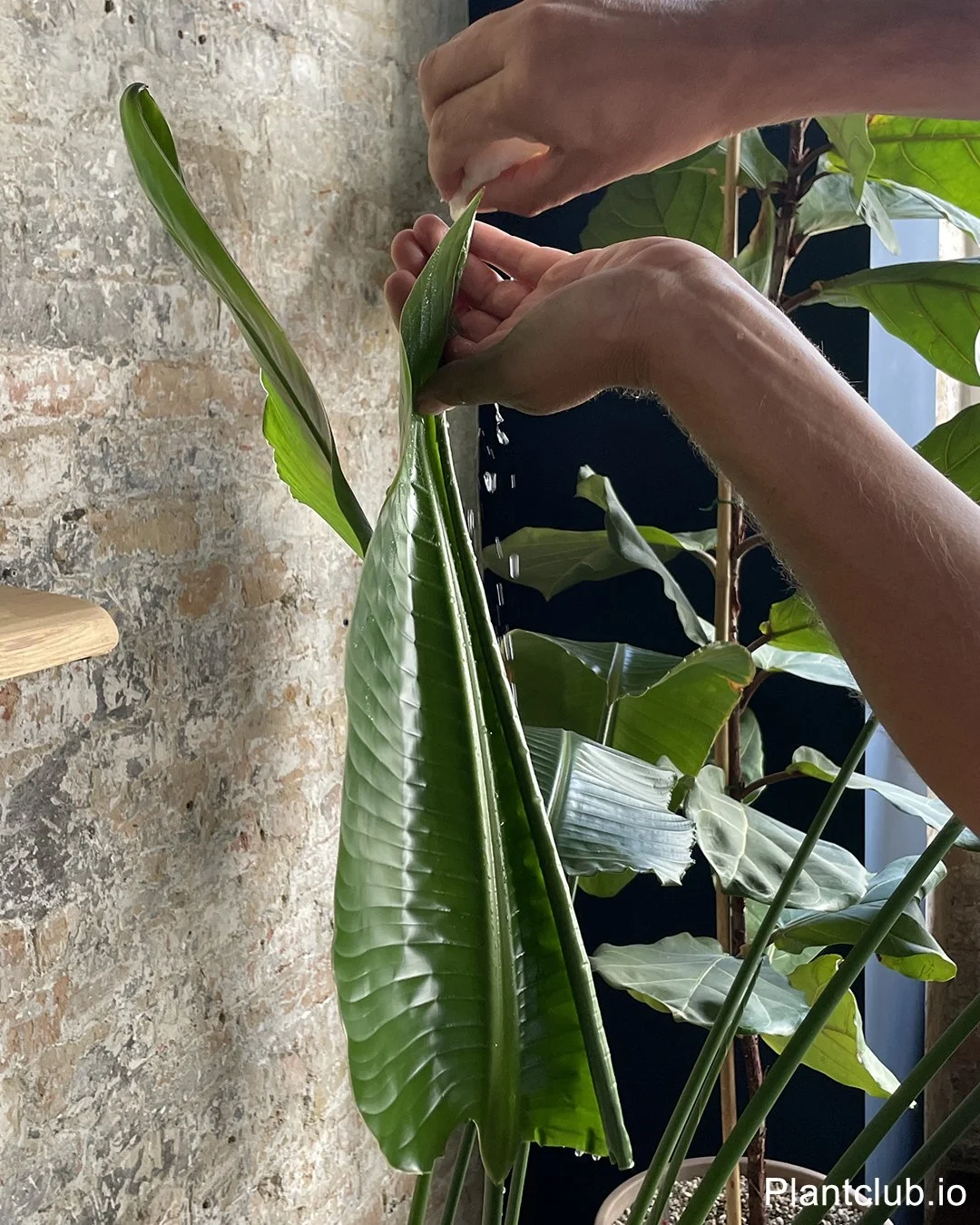Hydrating a Strelizia leaf can help it to unfold