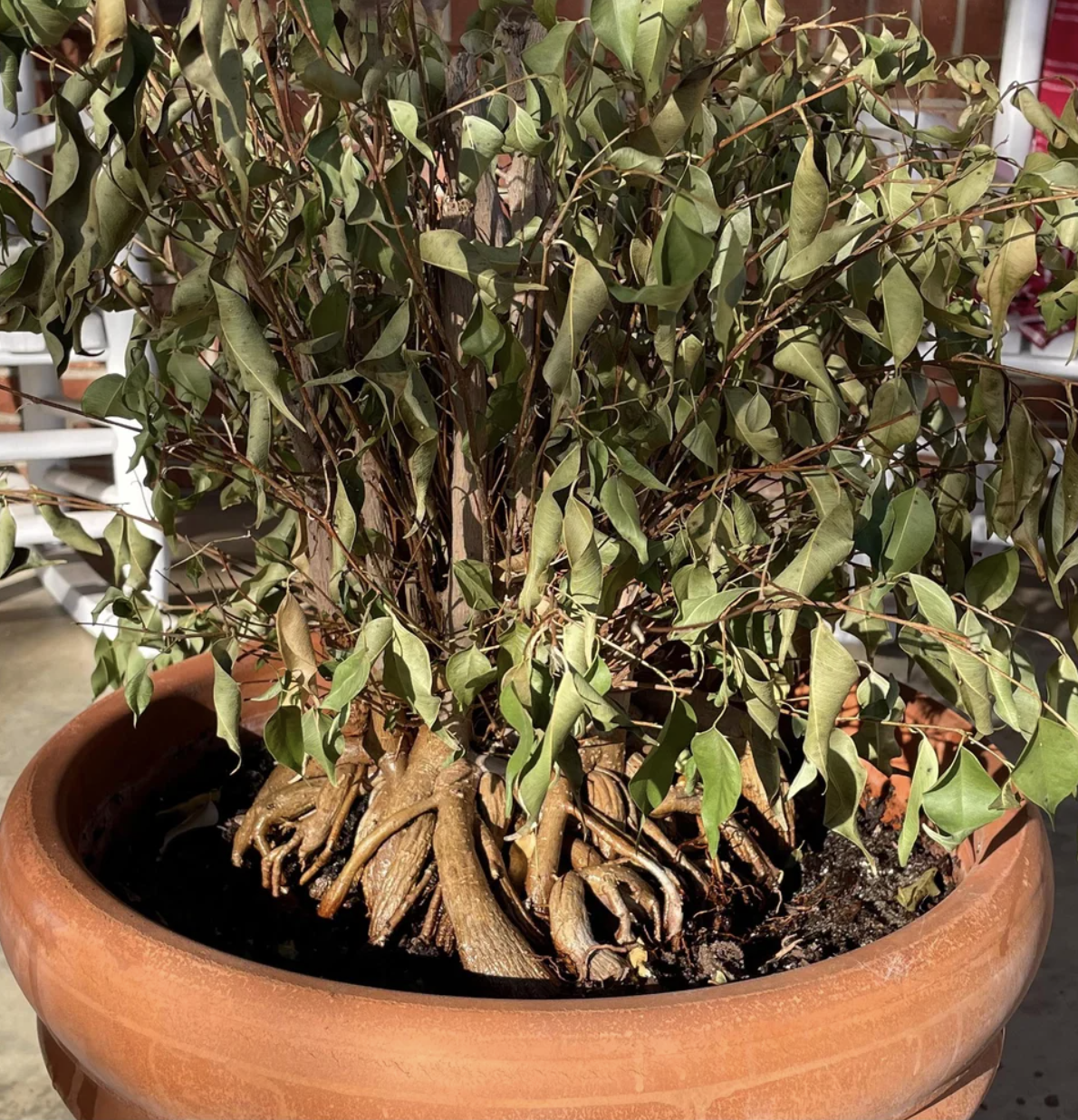  Plants are also susceptible to frostbite! Take action and prepare your plants for winter early. 