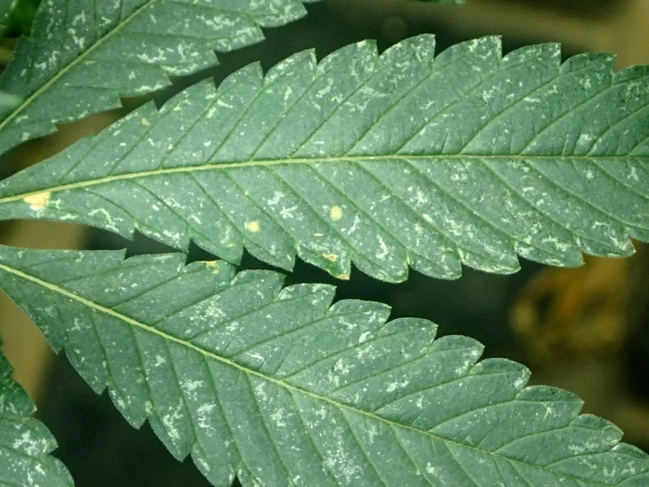  A clear sign of a thrips problem is silvery spots appearing on leaves. 