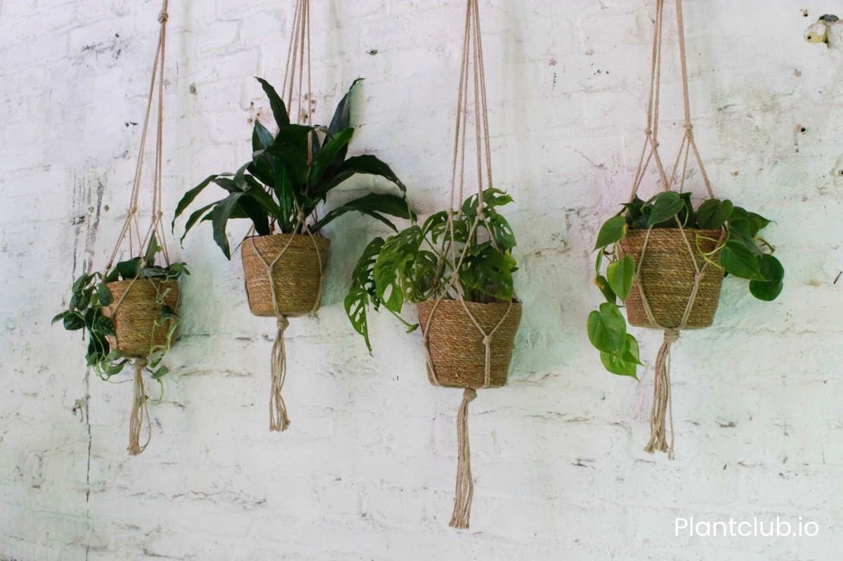  With hanging baskets you may be limited in the size of plant you can use and in what direction their foliage grows (hence why we love cascading plants for hanging baskets). 