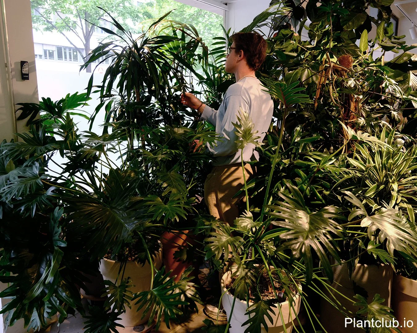  Monthly retired plants sale in Mitte 