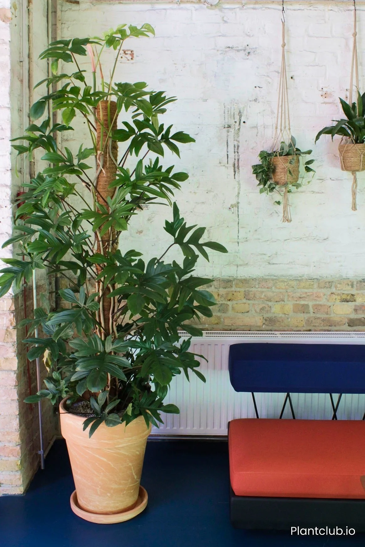  Looking for a climbing plant but tired of monstera? Go for a Philodendron pedatum instead! 