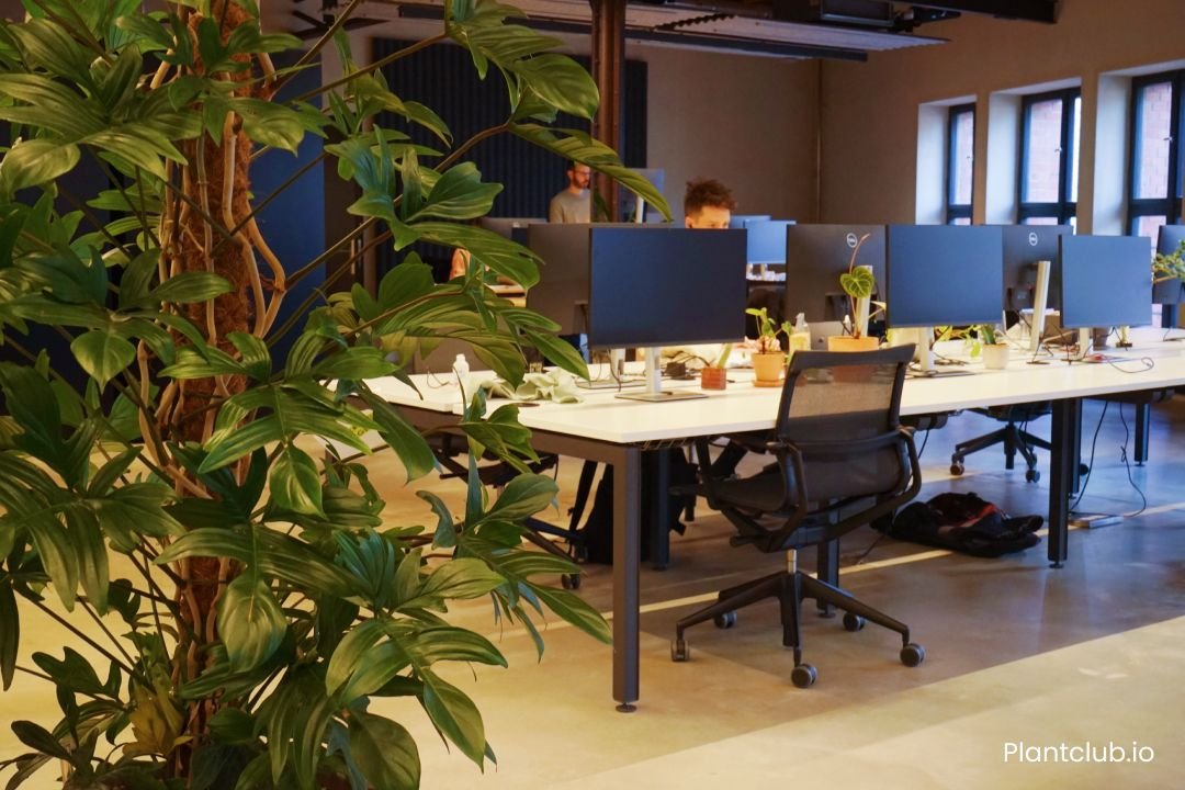 Large philodendron next to employees desks