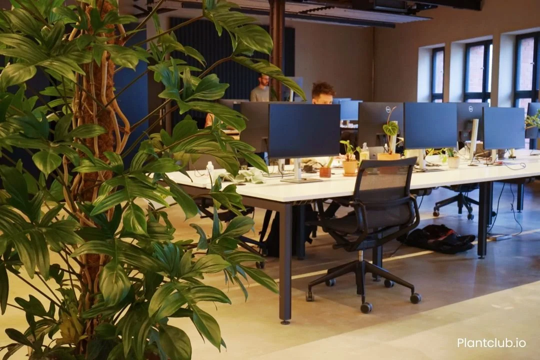  Entering this work space you are greeted with a Philodendron pedatum. 