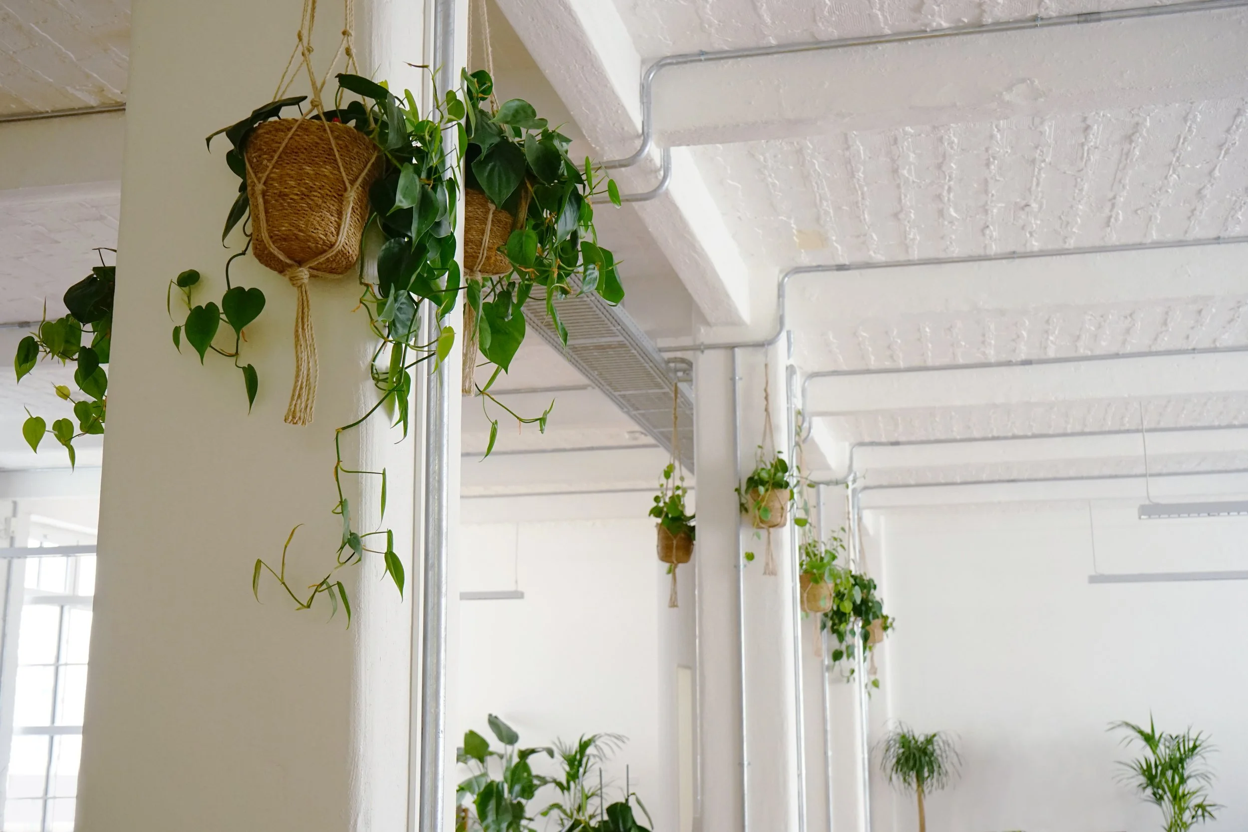  Hanging plants are a great addition to a lofty office space. 