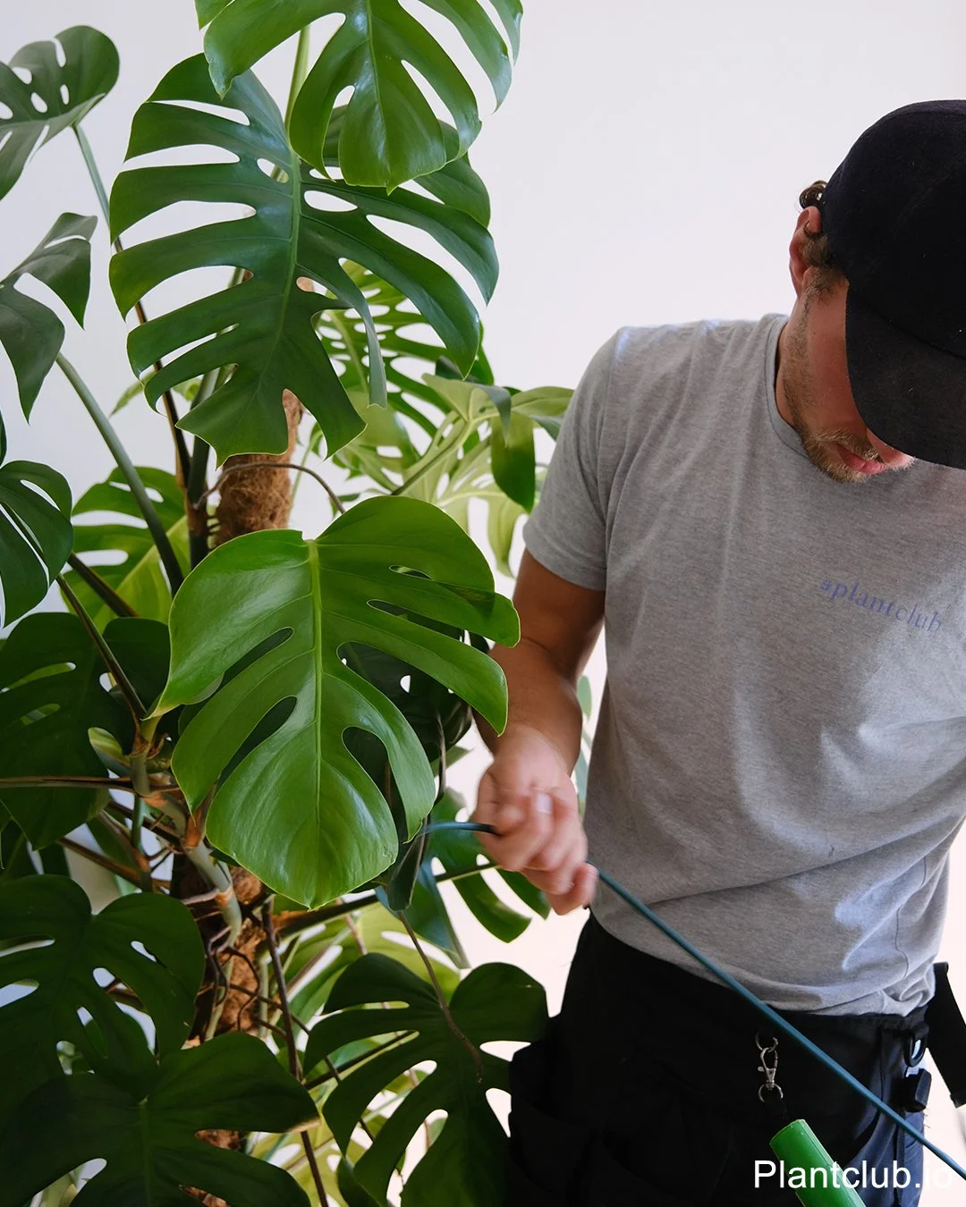  Watering a towering Monstera deliciosa beauty. 