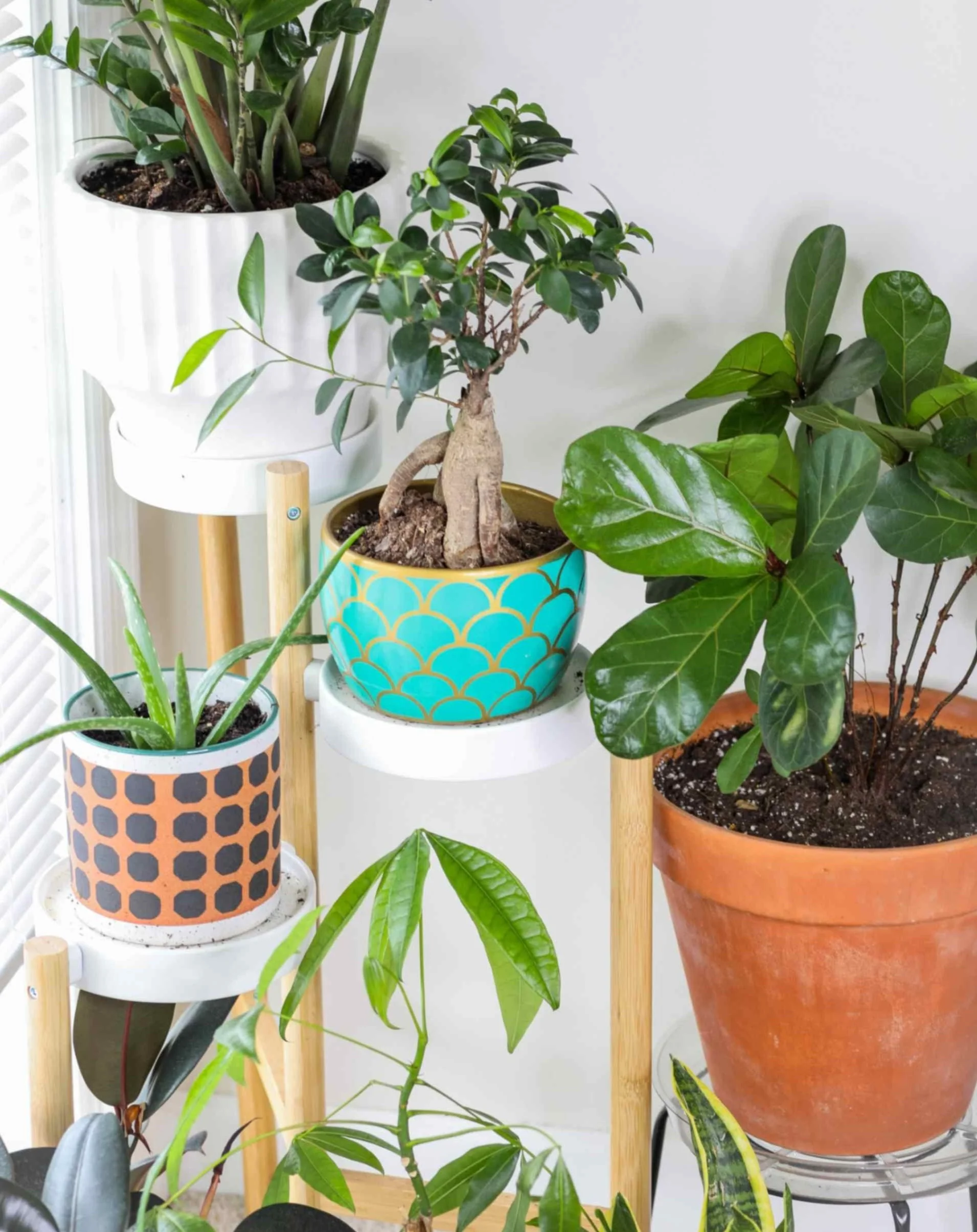 Houseplants in various planter pots on a plant stand.
