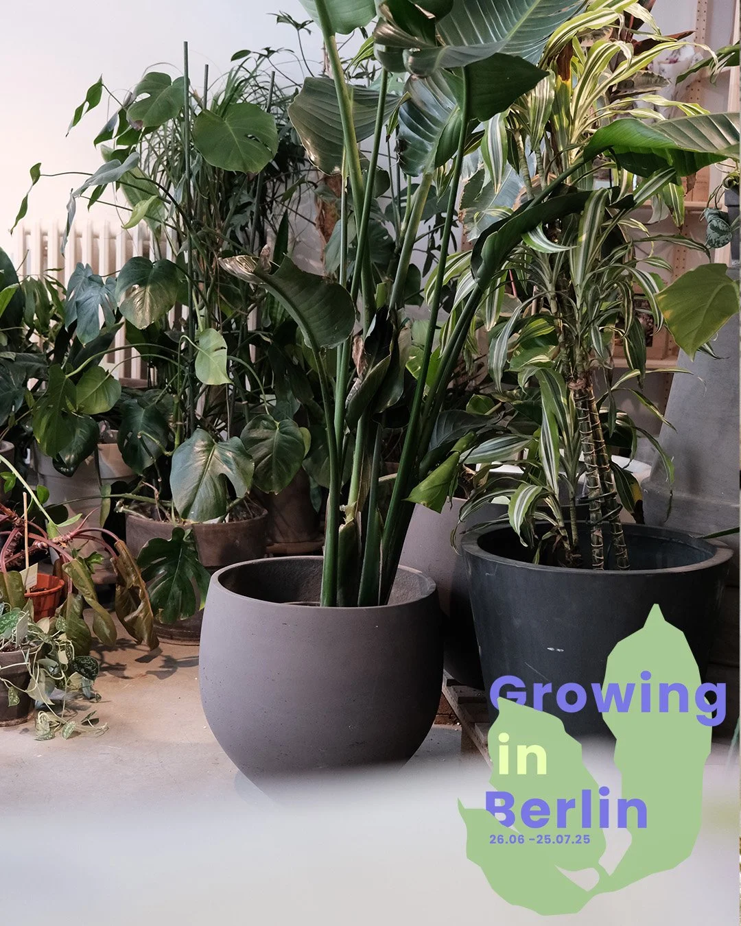  “Retired Plant Sale'“ - Find a new home for our beloved plant veterans at this warehouse rehoming pop-up. 