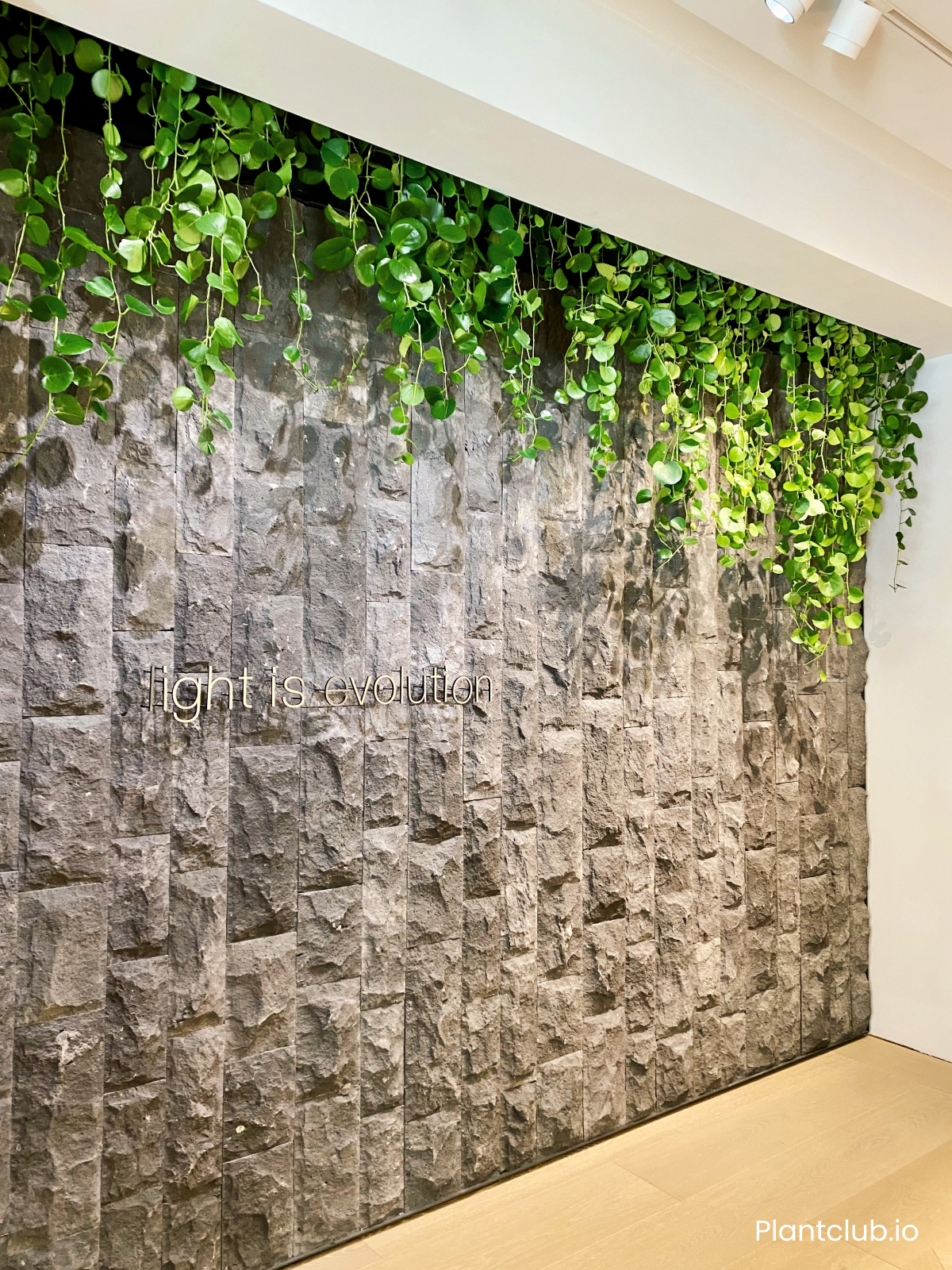  Plantclub used biophilic design principles of texture, light and plants for this feature wall. 