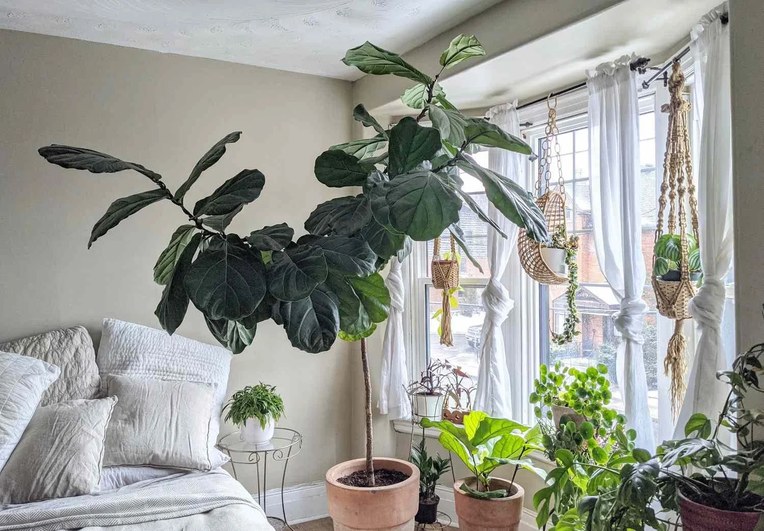  Plants need more light in winter, but be careful of placing too close to drafty windows. 