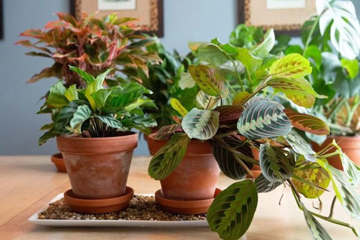  Combat the drop in temperature and increase humidity by grouping plants together and placing on a home-made pebble tray. 