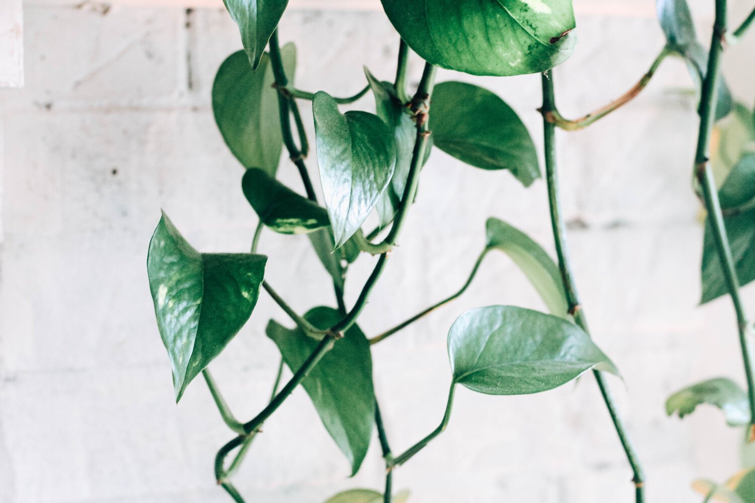  Devil’s Ivy or Pothos, aka  Epipremnum aureum  