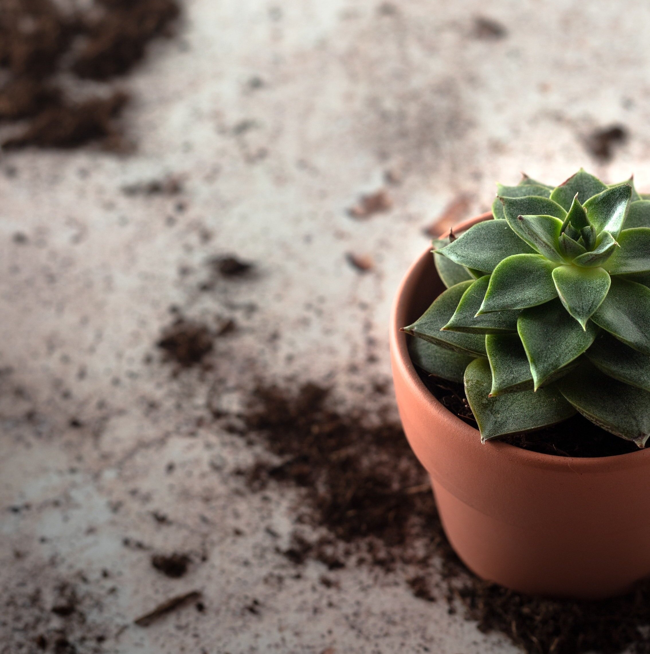  It’s all about drainage when it comes to soil for cacti and succulents. 