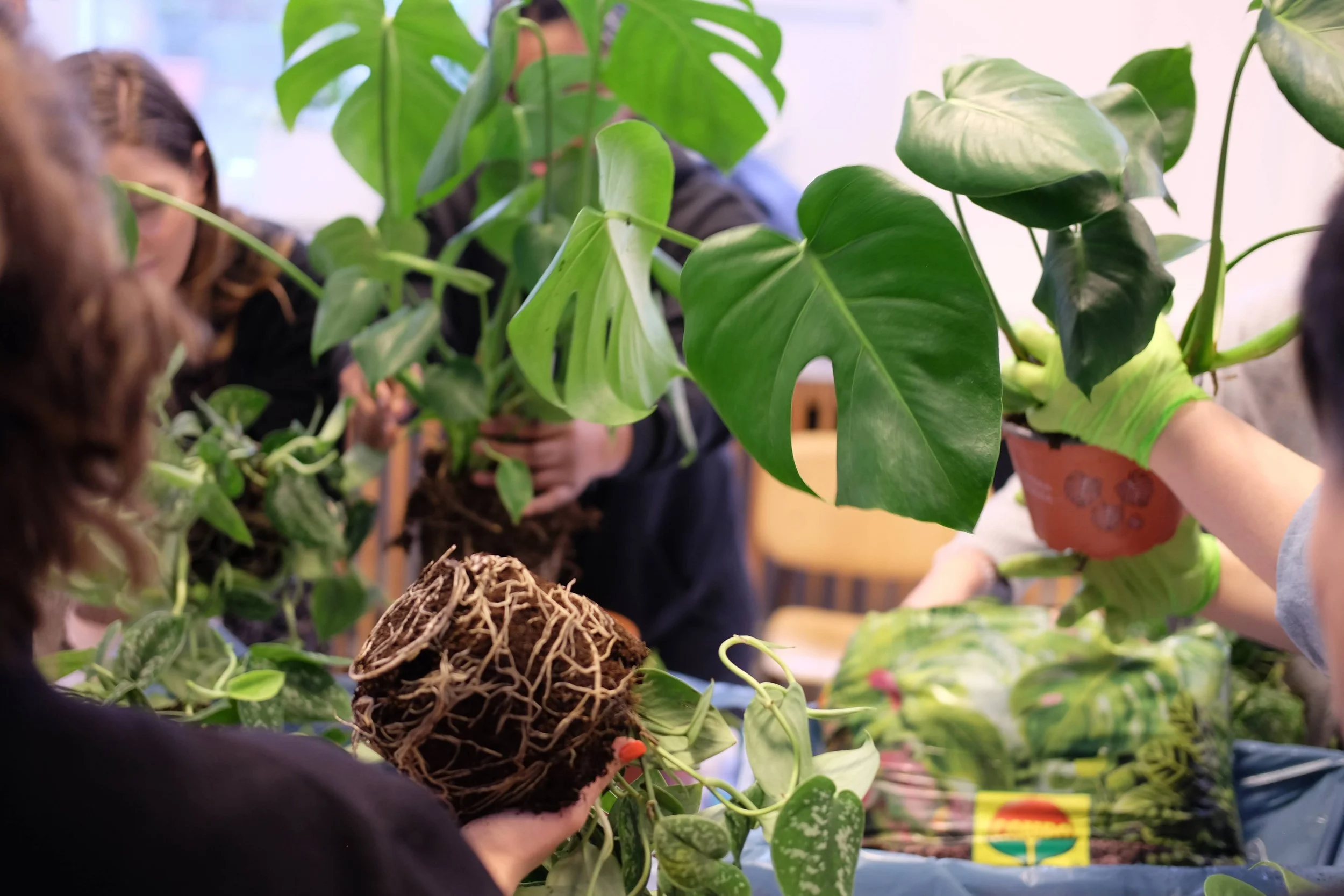  Participants carefully dusted off the original soil before placing the plant in its new pot. 