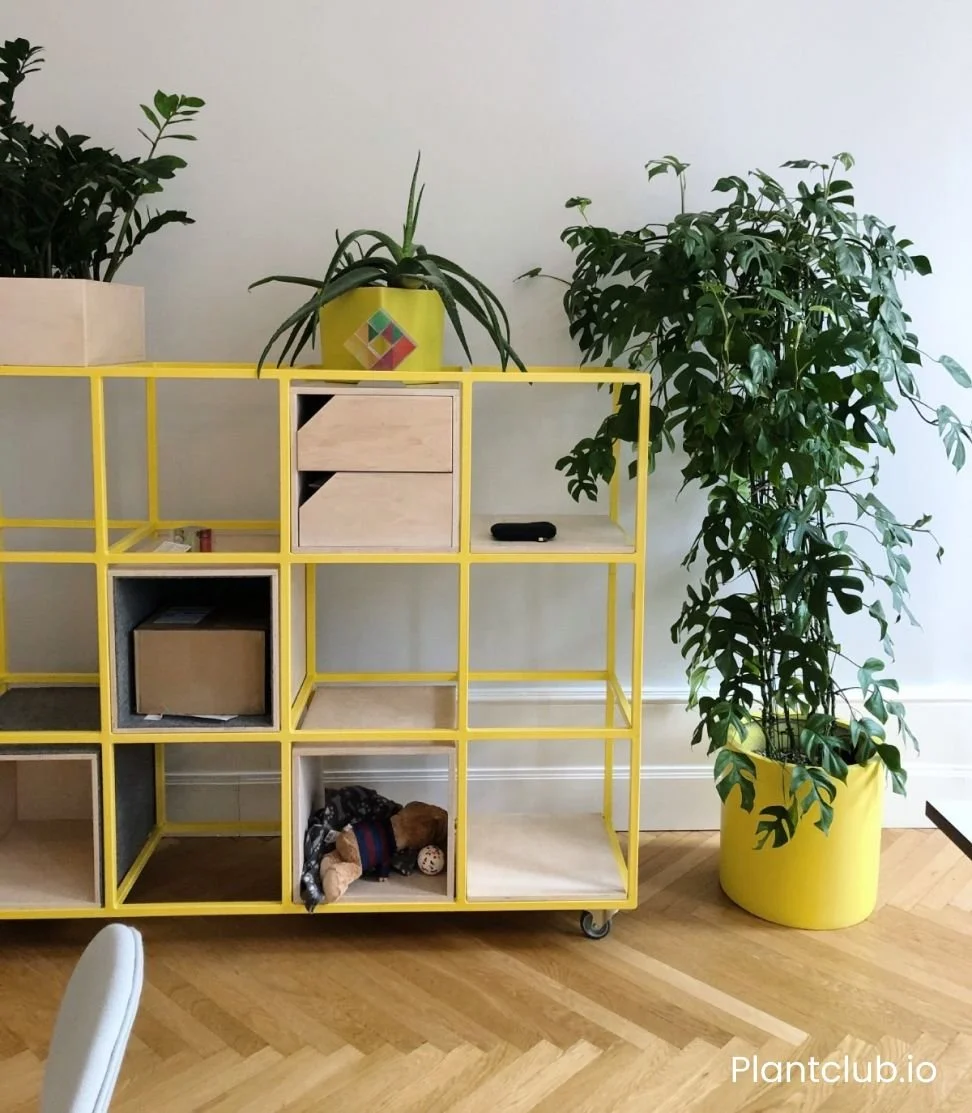 Monstera minima in a yellow pot next to yellow shelves.