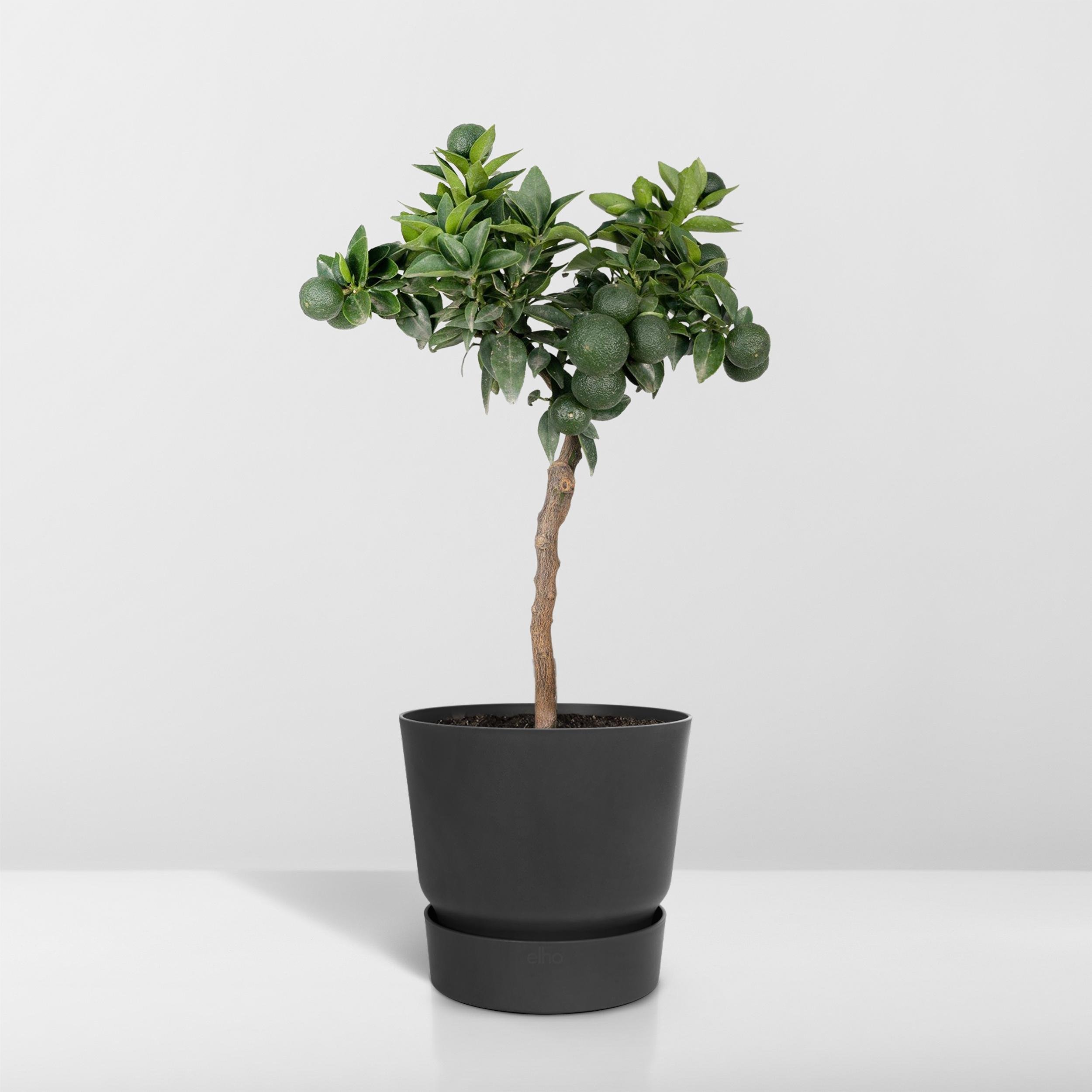  Shop  citrus mandarin  in the Plant Store. 
