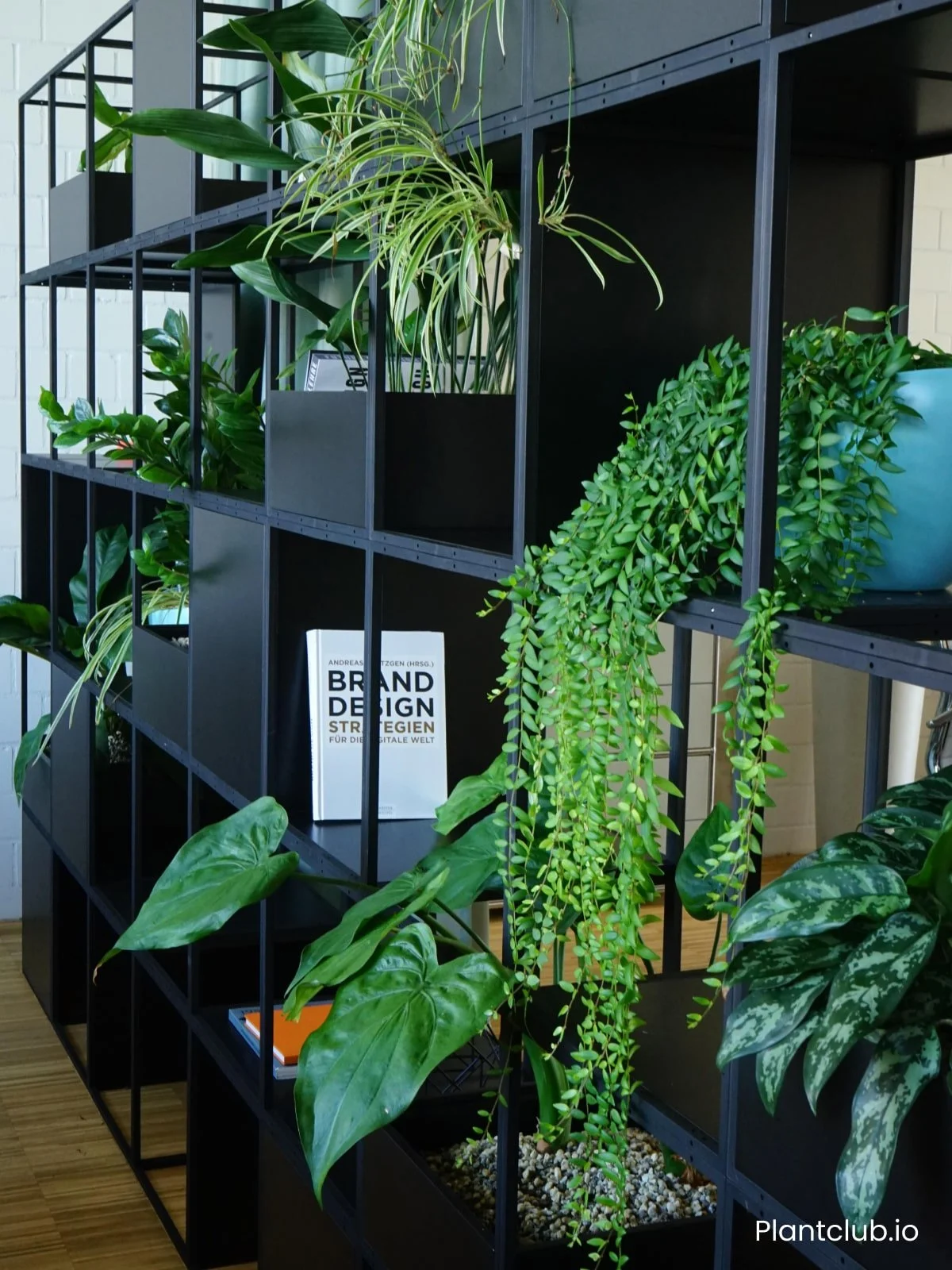  The black divider contrasts with the vibrant green plants, adding a stylish and natural touch to the space. 