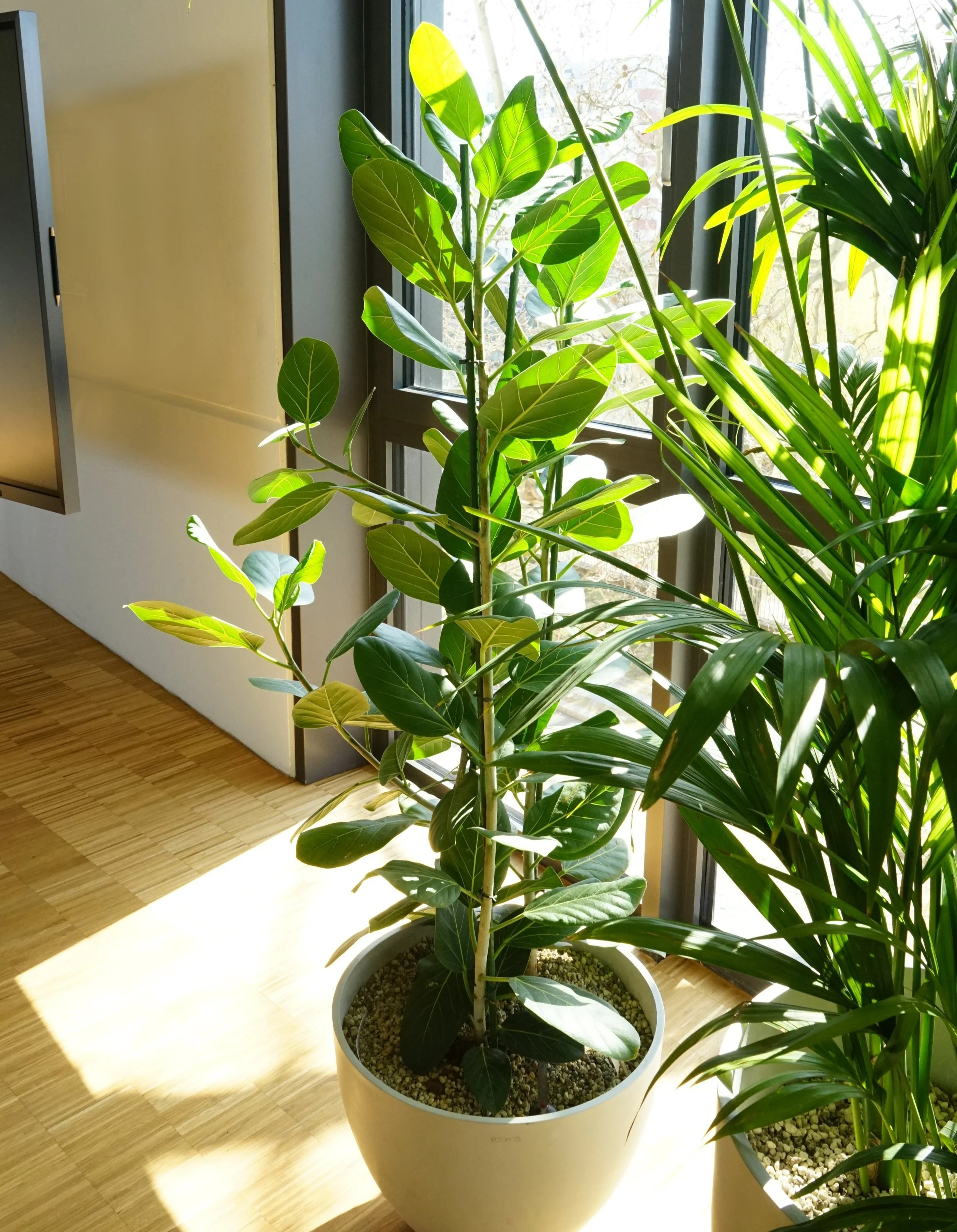  This ficus audrey at the Wandwall Berlin office is thriving in the mineral substrate. 