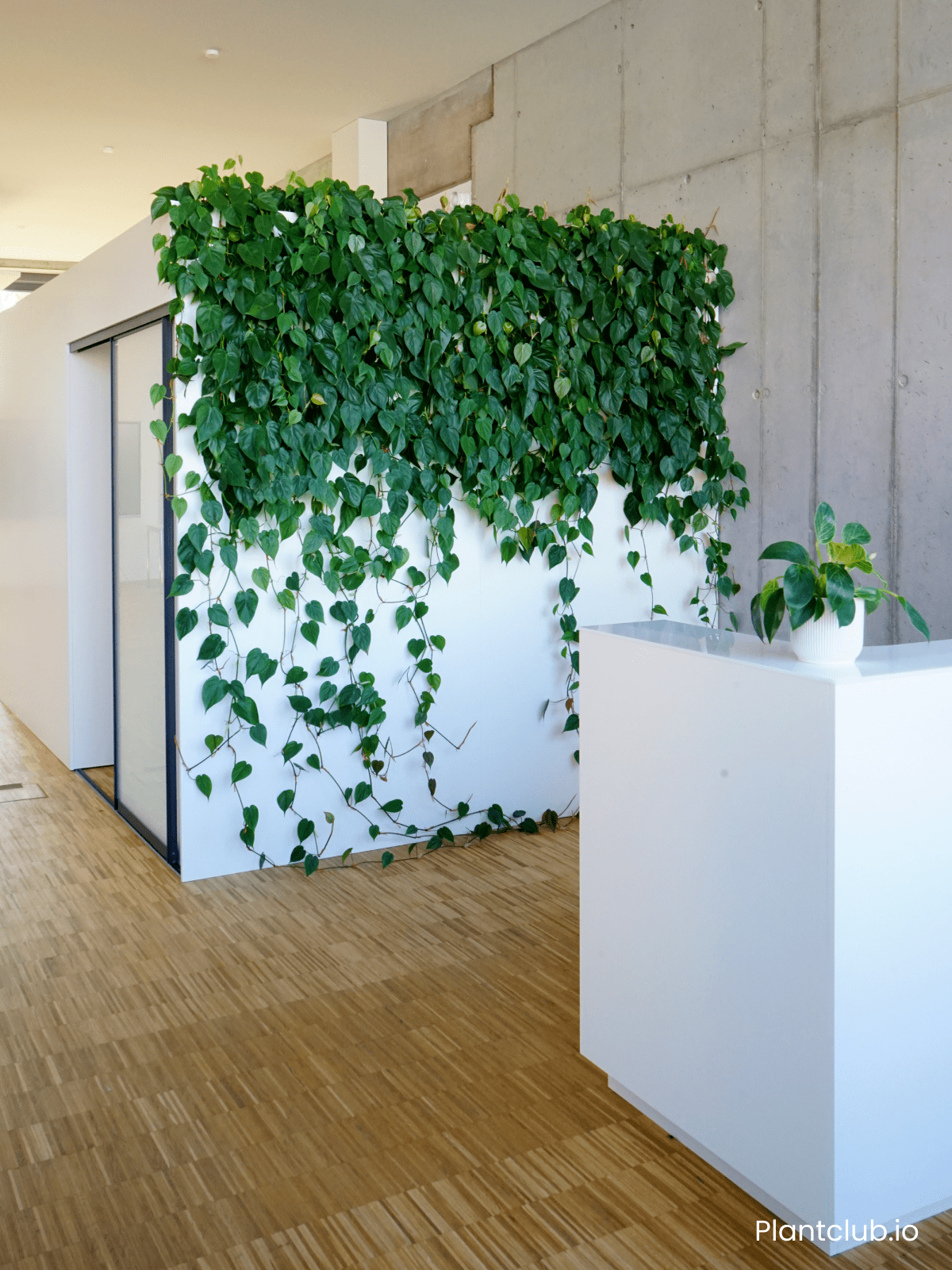  A lush green wall with cascading plants in a modern office. 