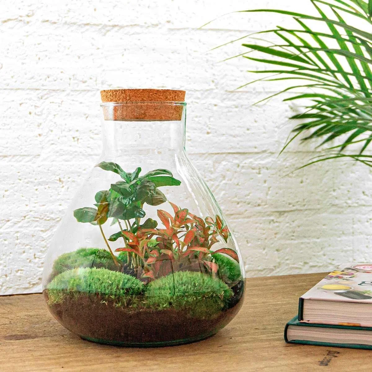  Our  DIY Coffee Arabica terrarium  makes a great gift for the crafty people in your life. 