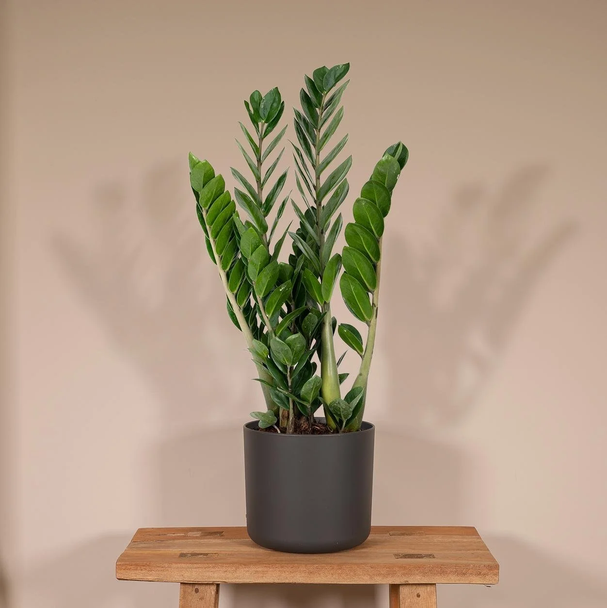   Shop ZZ plants on the Plantclub Plant Store.  
