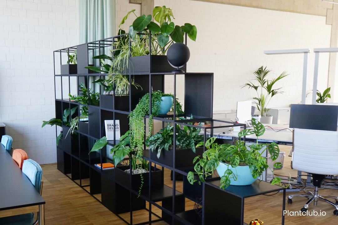  Using a room dividers as a plant shelf is a great way to create a green distinction of space. 