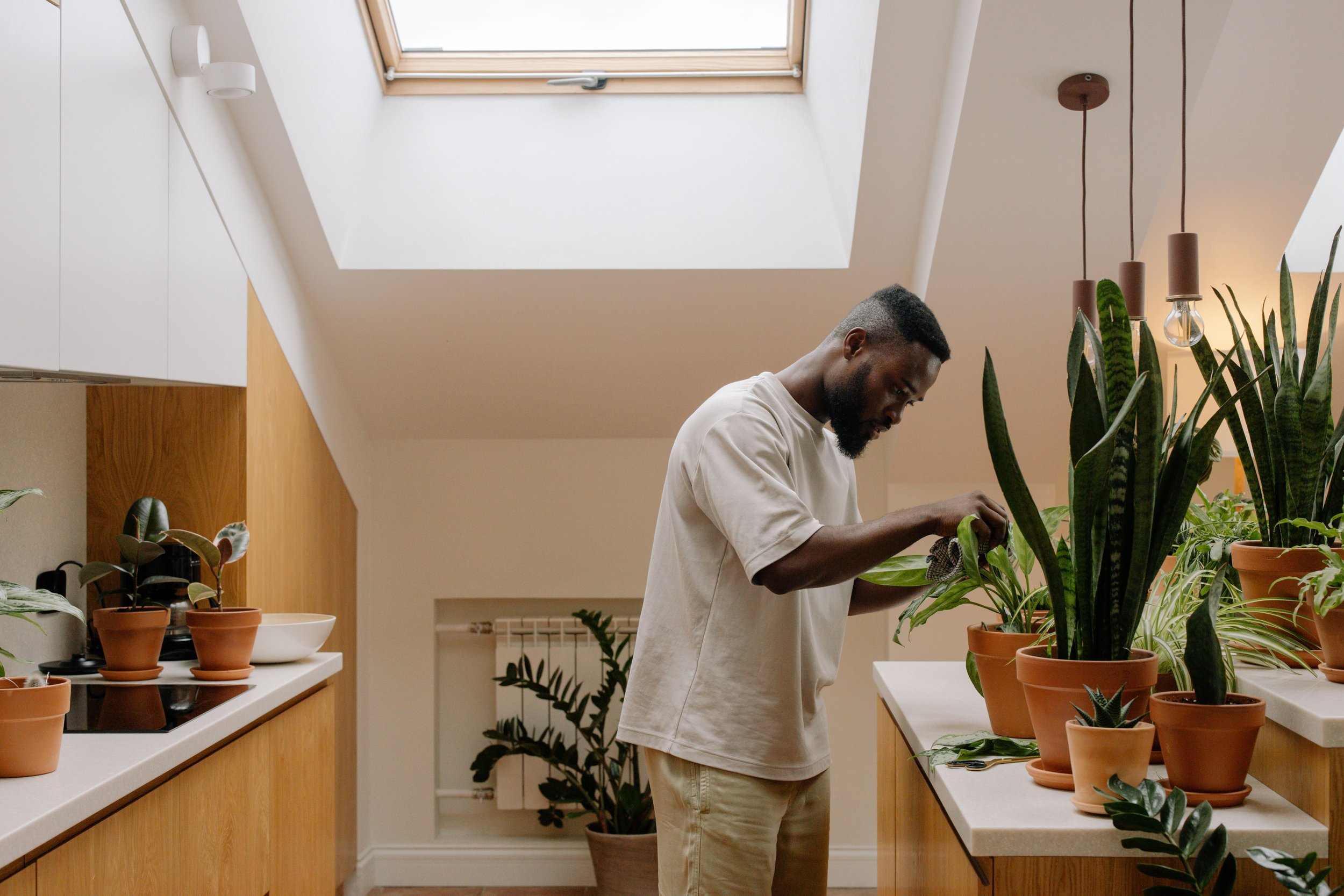  Its a great idea to inspect all your plants for pests and necessary cleaning. 