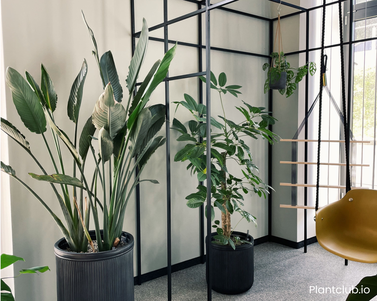 ADAC office space standing plants and swinging chair