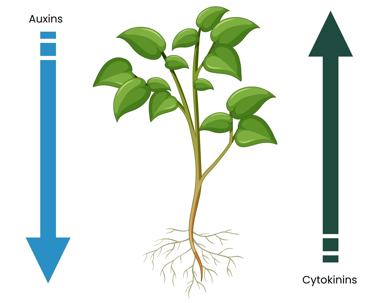  Roots send and receive signals from the rest of the plant via hormones. 