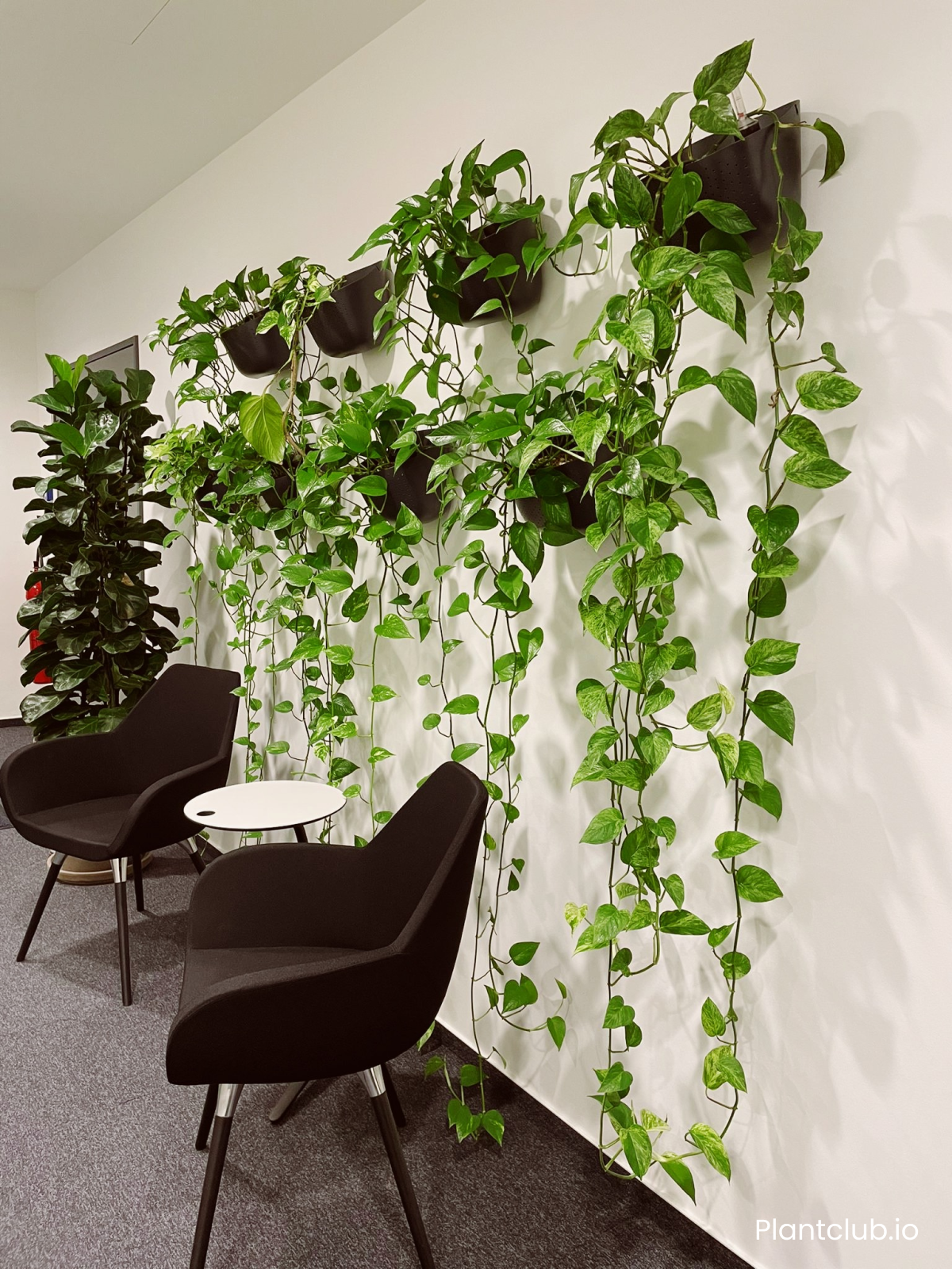  A cascading pothos wall feature at the Infodas office 💚 