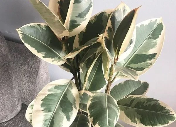  Ficus elastica tineke 