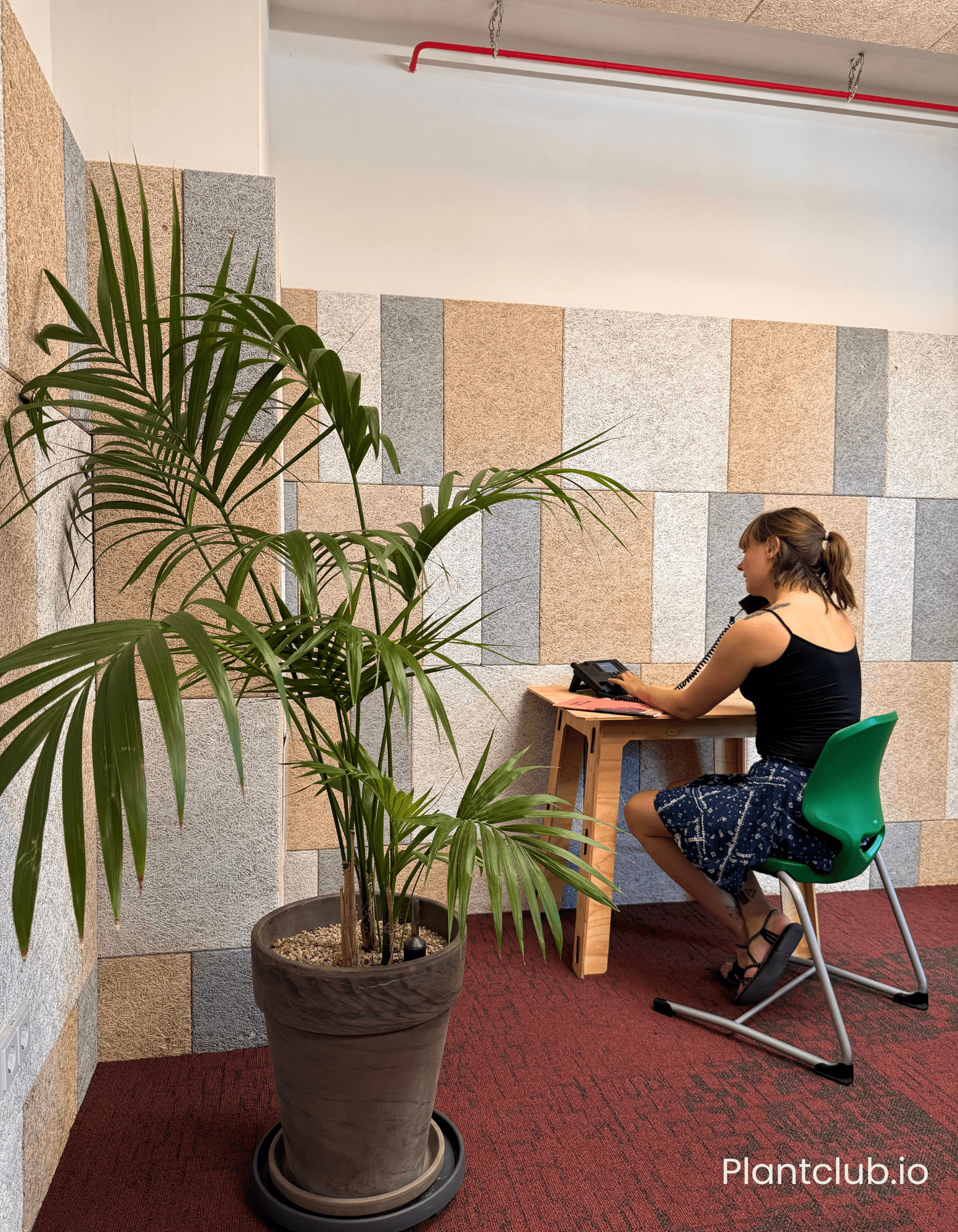 Kentia palm seamlessly blending into the interior design.