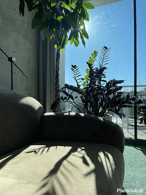  Sunlit Greenery – Biophilic Office Design in Action at Taxfix 