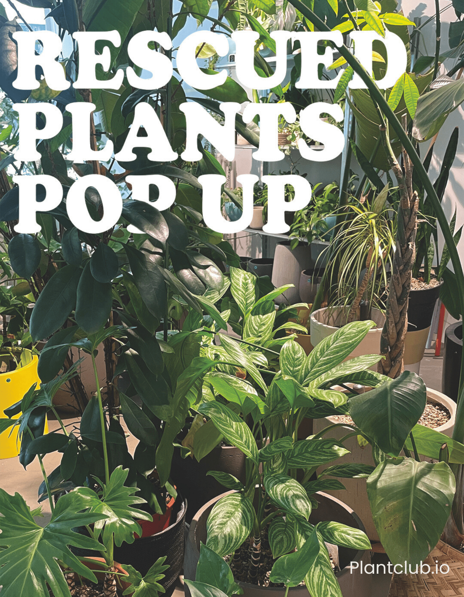  Our recent event, hosted in the Plant Shop on August 24th. 