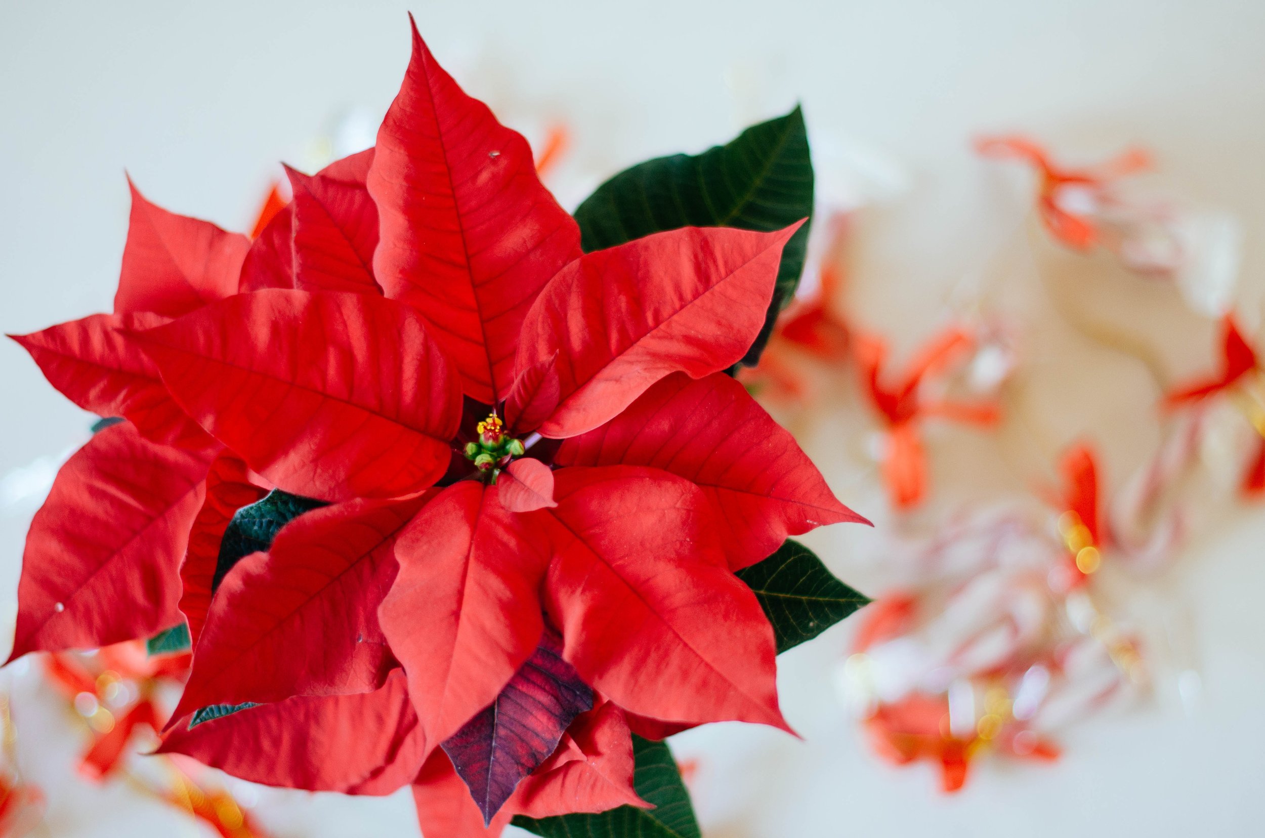  Would it be Christmas without a Poinsettia? 