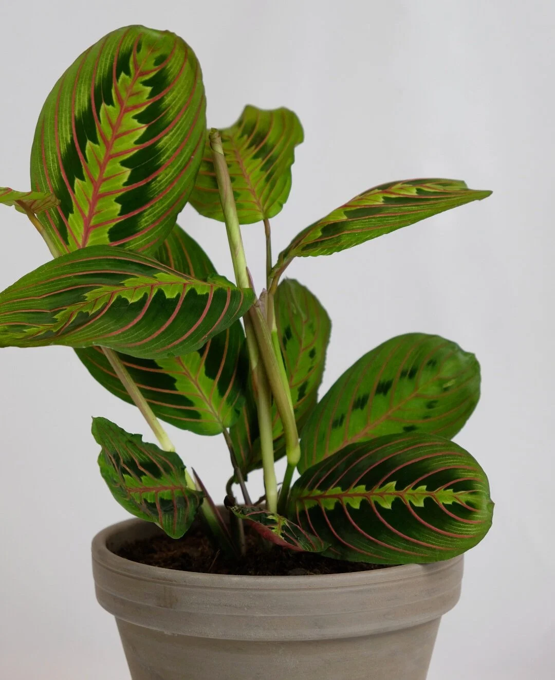  Maranta are famous for their constant movements.  Get one for your home office  to see for yourself. 