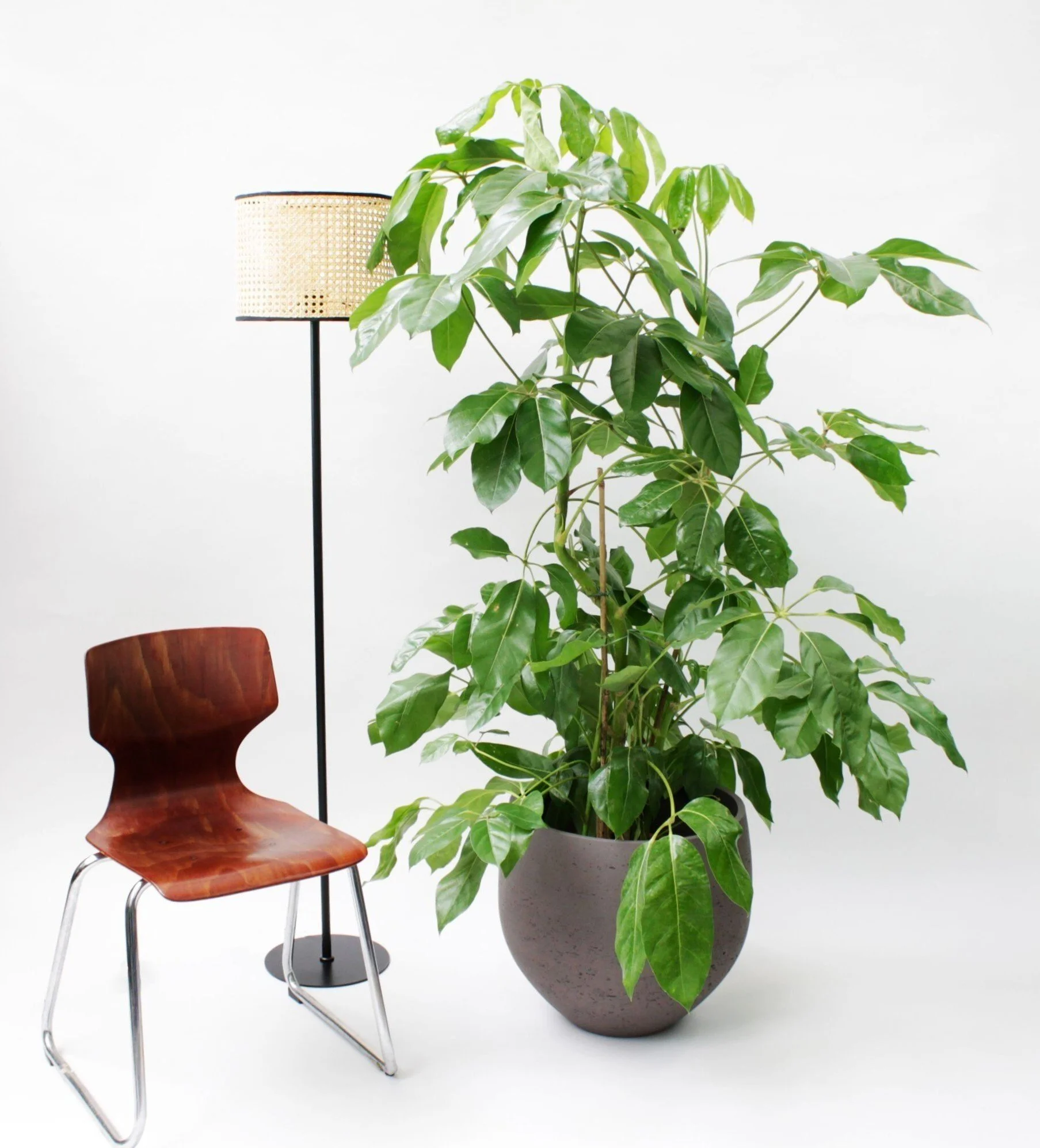 Tall houseplants: how to make a statement