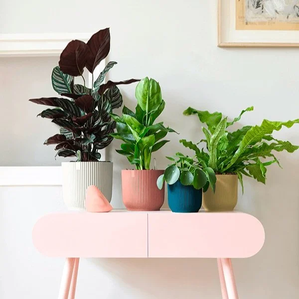  Playing with several colors at once is a bold way to give a space some extra personality. 