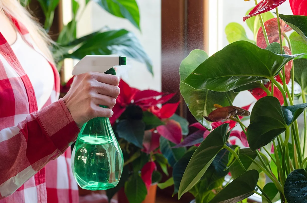  A spray bottle is handy for both increasing a plant’s humidity and cleaning.   