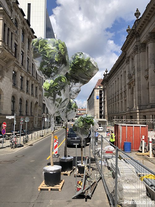 Street to Suite: Delivering Office Greenery 