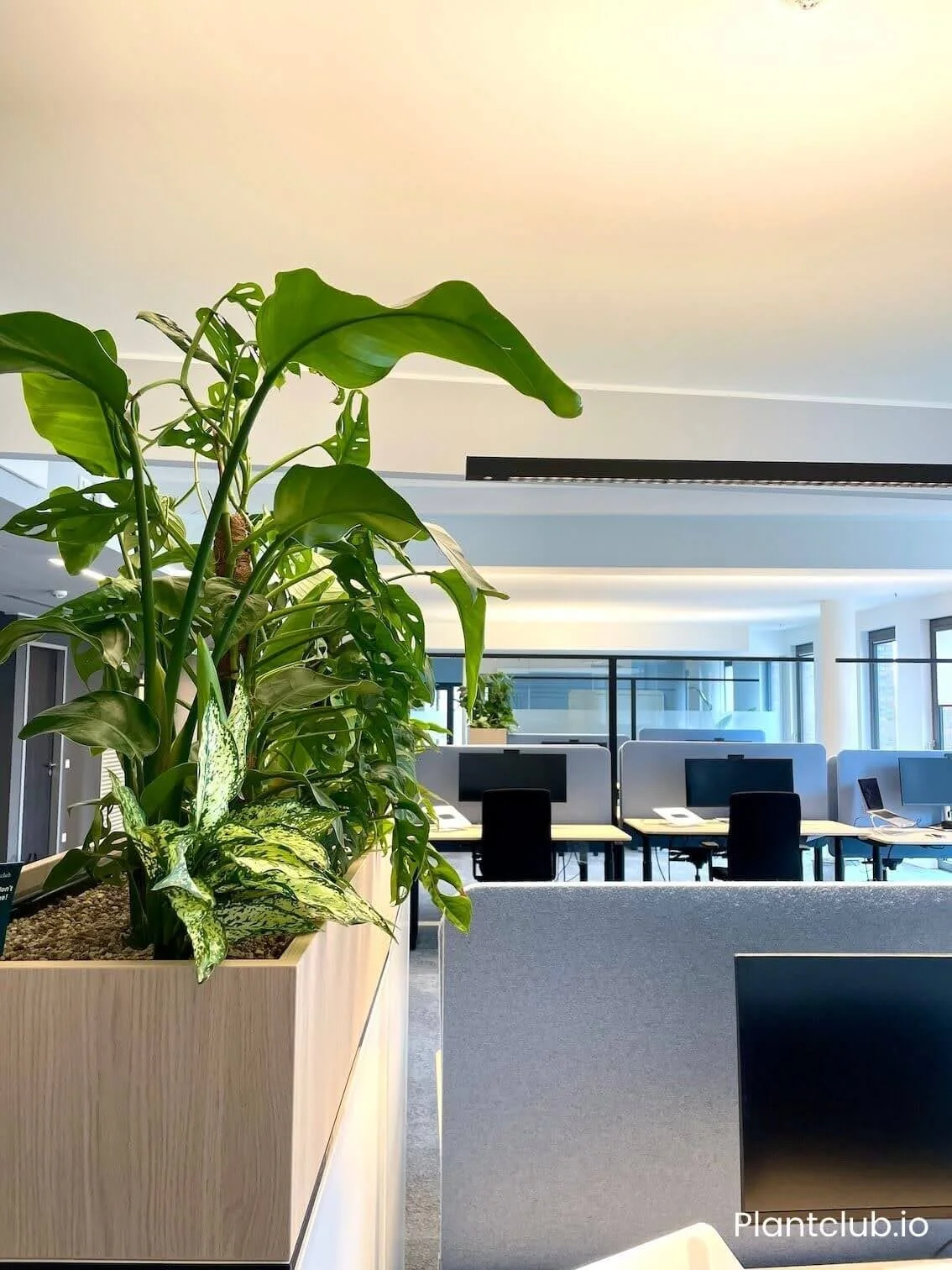  A thriving flowerbed in the  Parship  Hamburg office.  