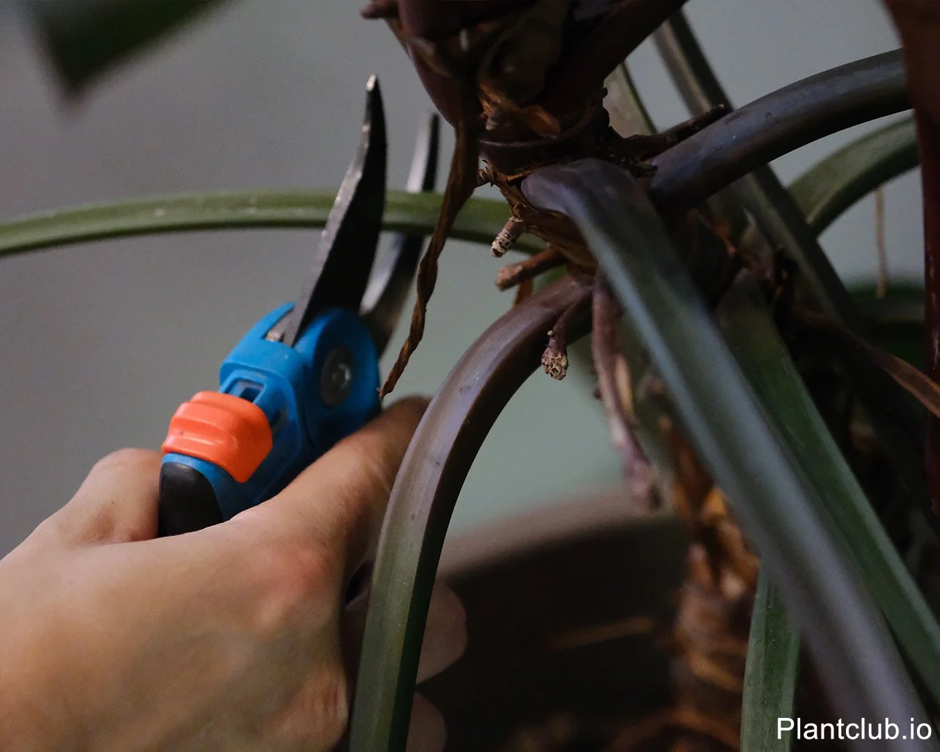  Caring means knowing when to hold back - and when to trim. 