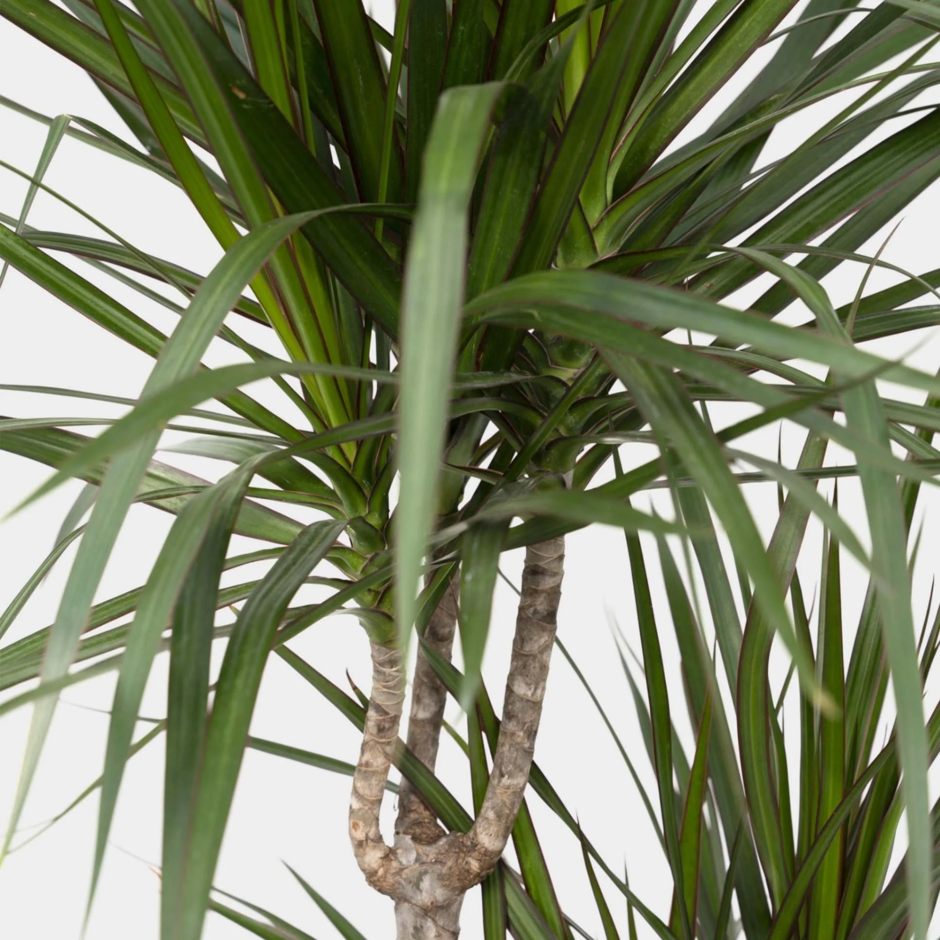  Dracaena marginata is a great beginner houseplant. Available now in the  Plant Store . 