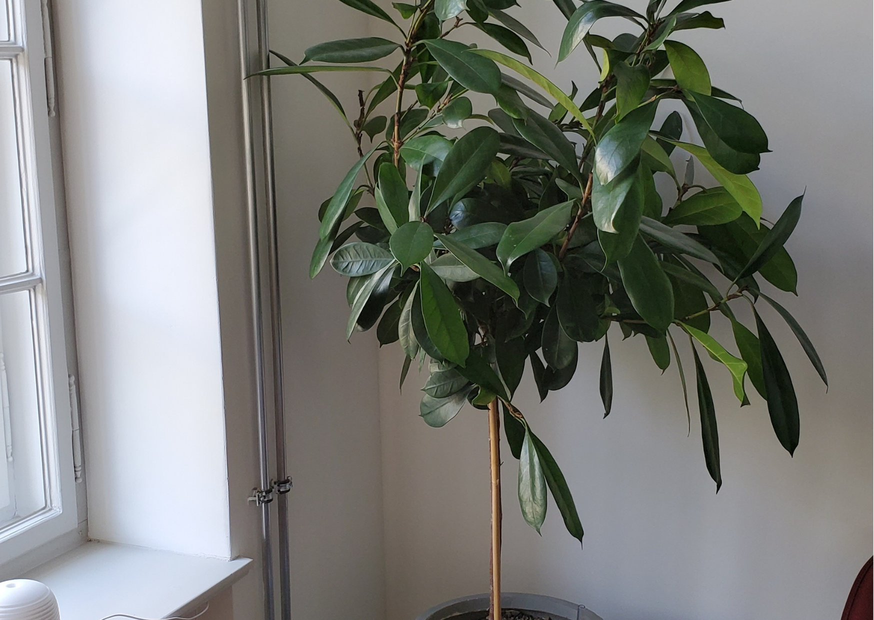  The lush foliage of this plant creates an atmosphere of freshness that is good for mental health and well-being. 