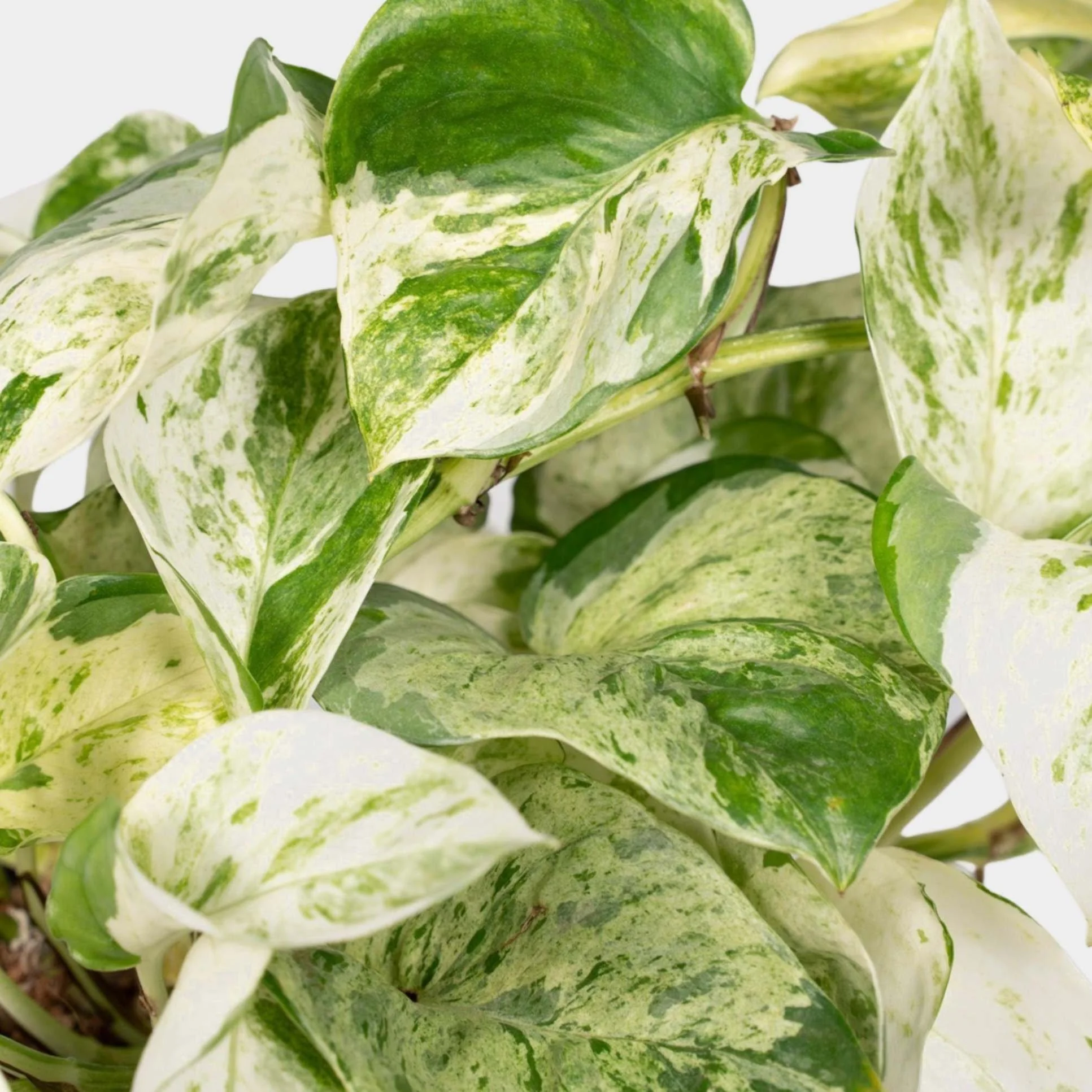  We love the variegated leaves of a Happy Leaf,  available now in the Plant Store.  