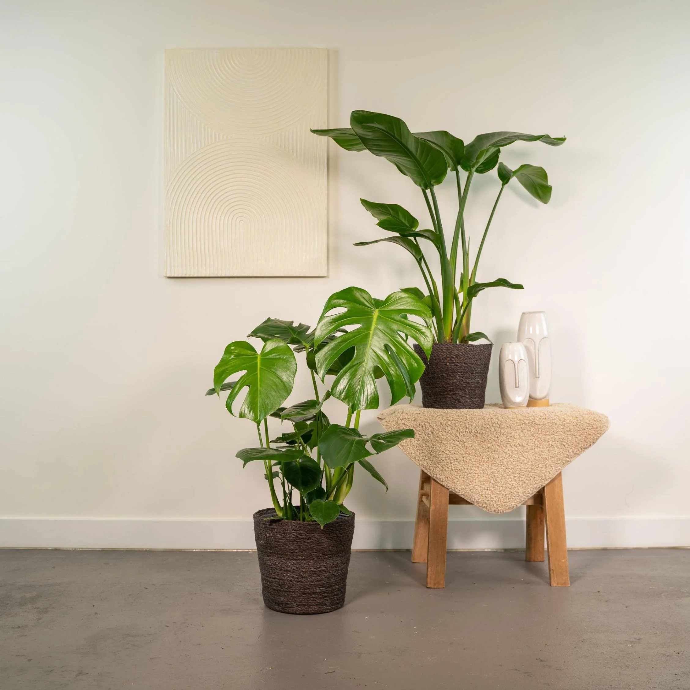  Tropical plants like monstera and strelitzia may require more care over the summer. This  Tropical Set  is available in the Plant Store. 