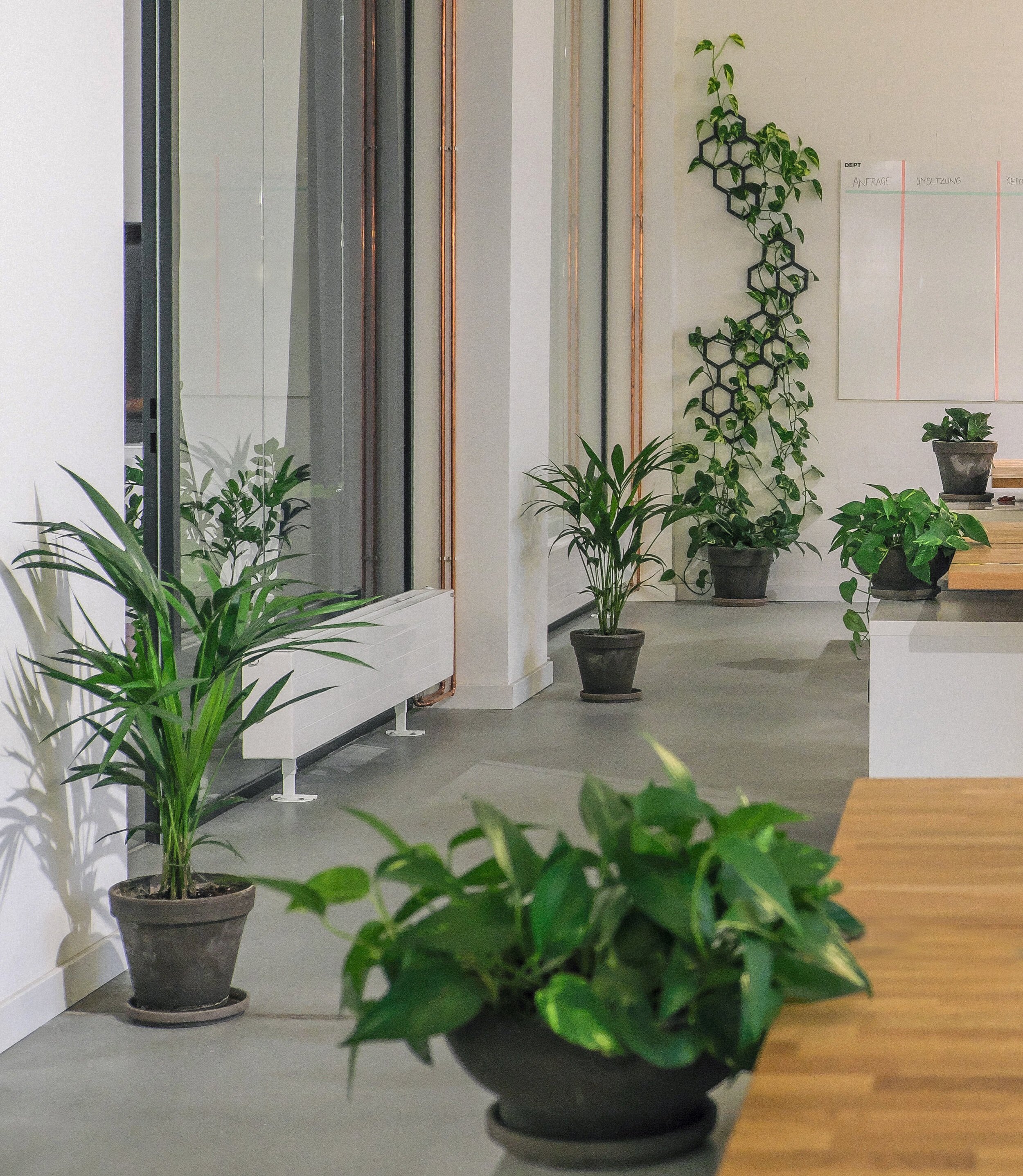  A mix of trailing plants, standing pots and desk plants turn the Dept office into a fresh breath of greenery. 